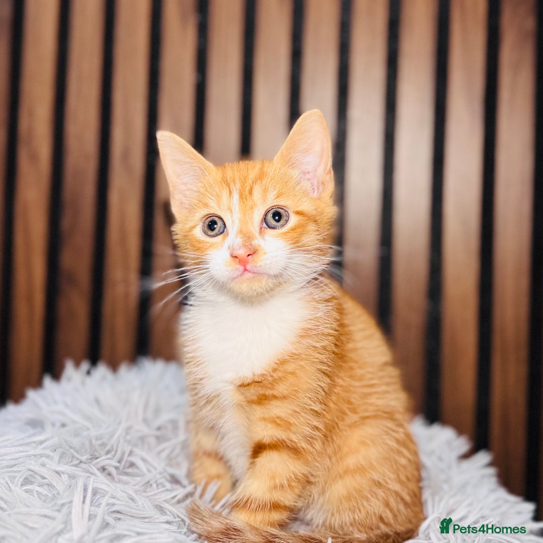 Mixed Breed cats for sale: 🎃 4 Pumpkin Gingers & 2 Phantom Kittens 👻 - Image 21