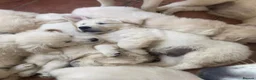 Golden Retriever dogs for sale: STUNNING PUPPIES AVAILABLE  in Altrincham - Advert 2