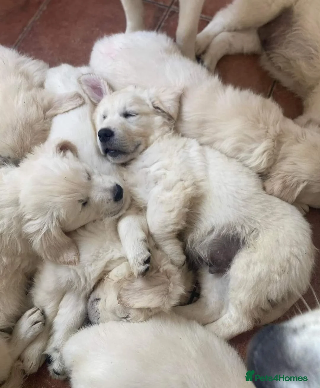 Golden Retriever dogs for sale: STUNNING PUPPIES AVAILABLE  in Altrincham - Advert 2