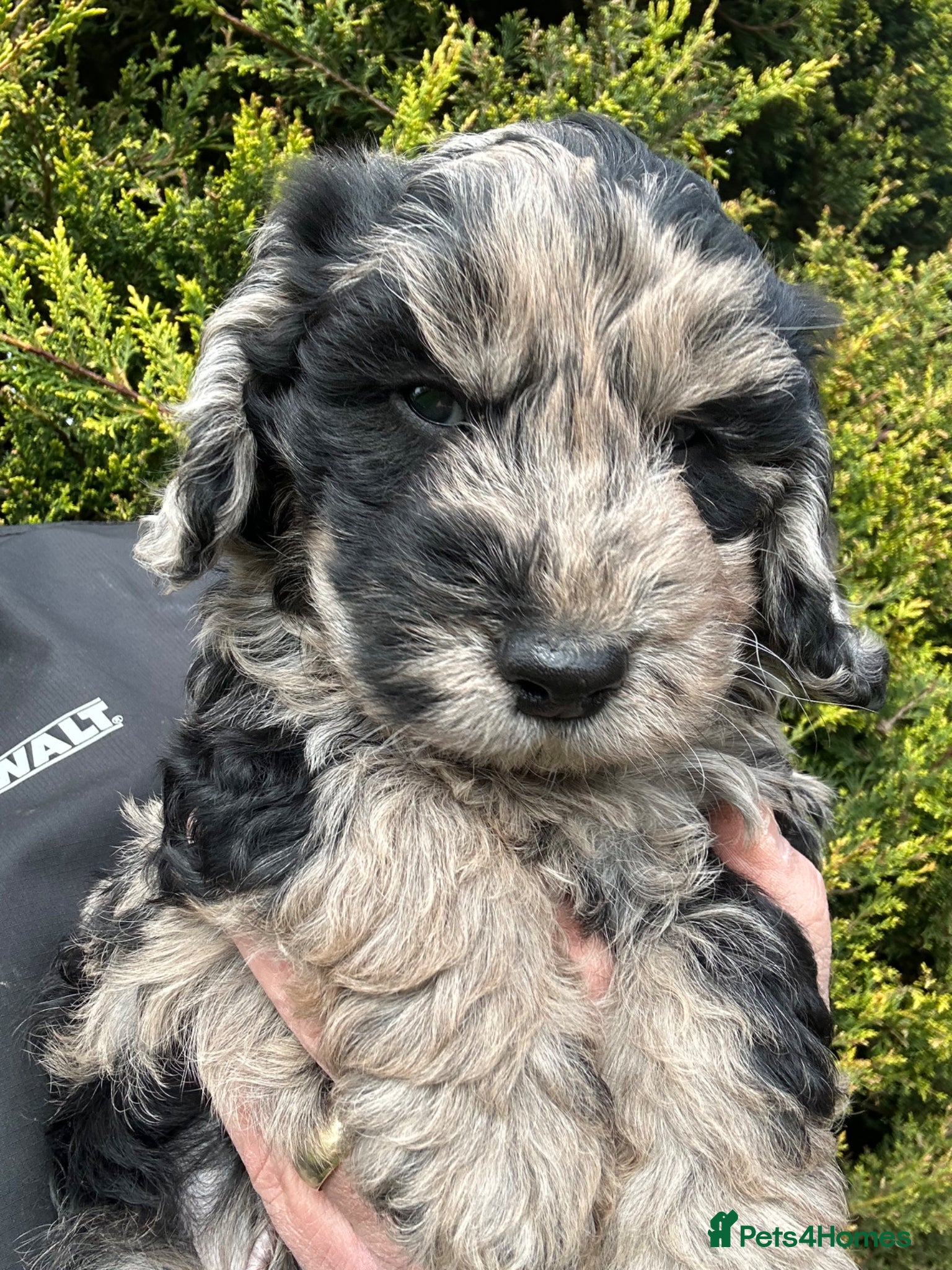 Cockapoo dogs Quality F1 cockapoos for sale - Advert 2
