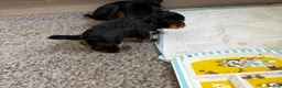 Yorkshire Terrier dogs for sale: Yorkshire Terrier puppy - Advert 4