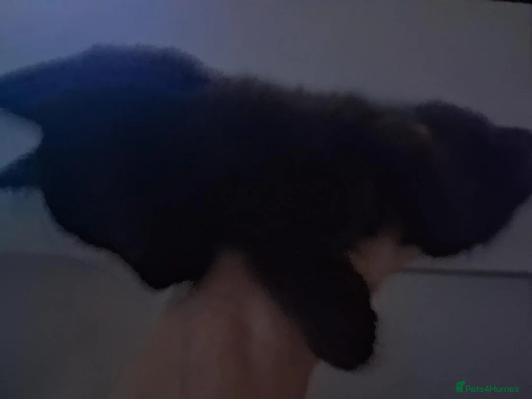 Mixed Breed cats for sale: 3 beautiful boy kittens ready to go. - Advert 2