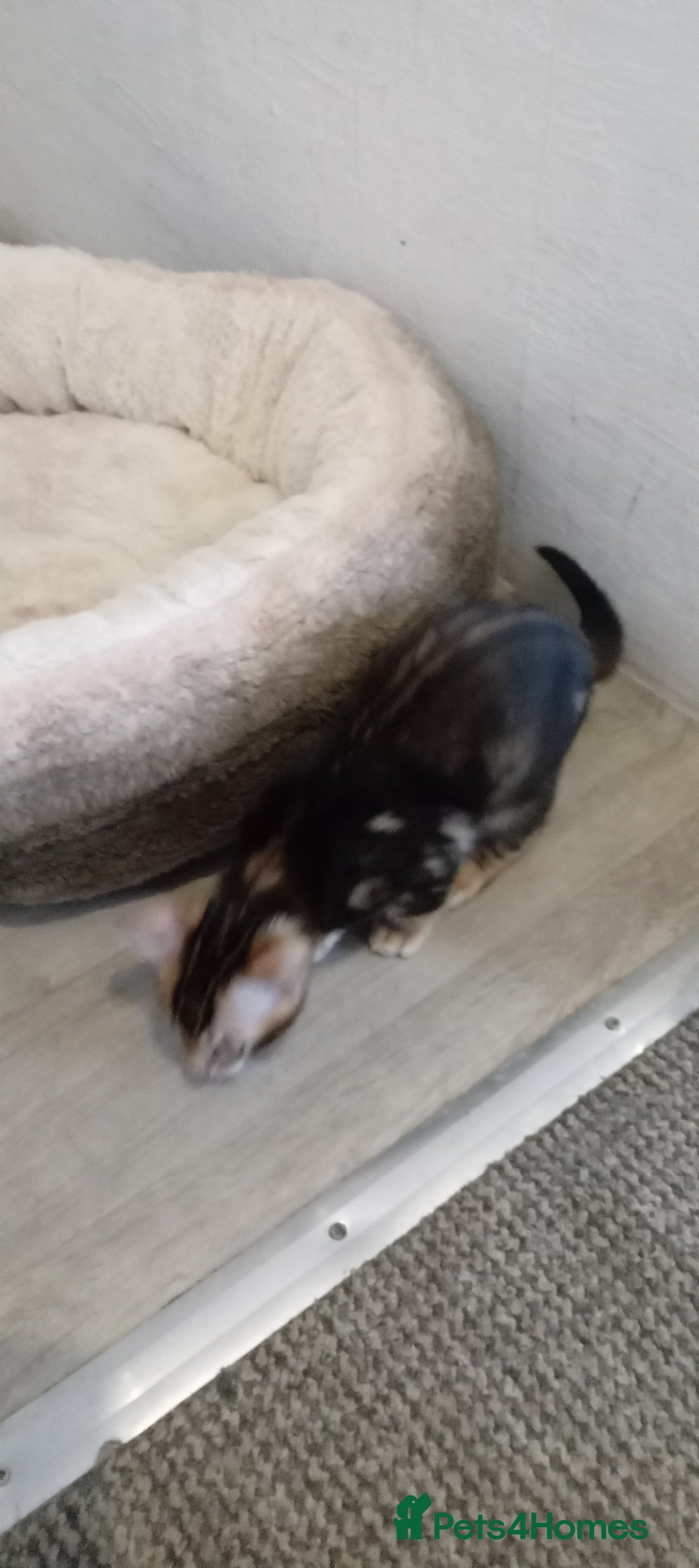Bengal cats for sale: Pedigree Bengal Kittens - Image 17