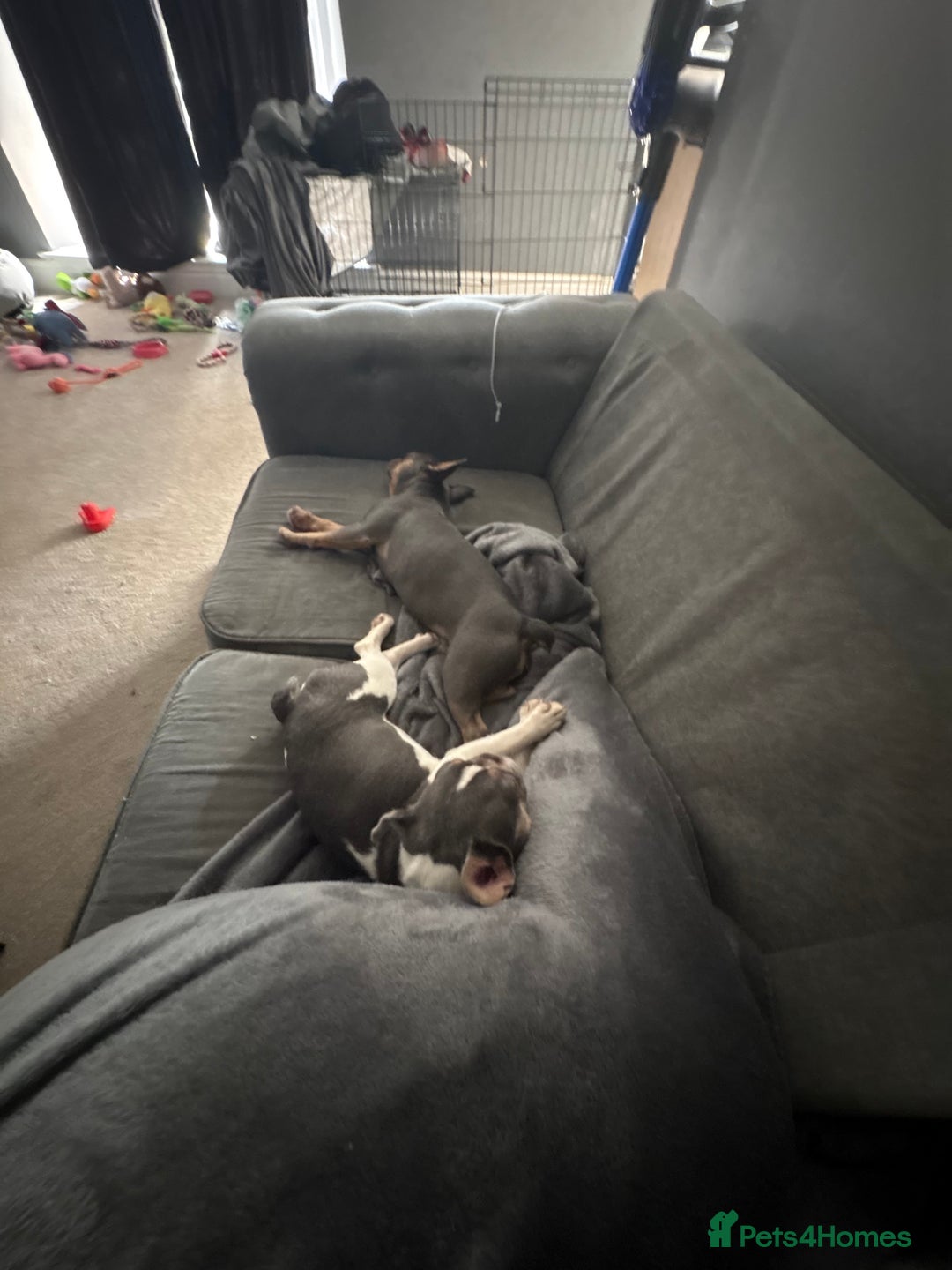 French Bulldog dogs for sale: 2 French bulldog sisters  - Advert 9