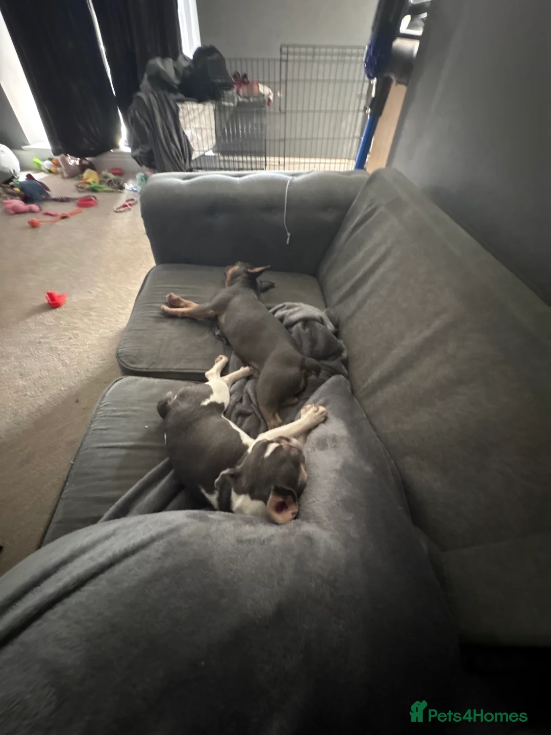 French Bulldog dogs for sale: 2 French bulldog sisters  - Advert 9