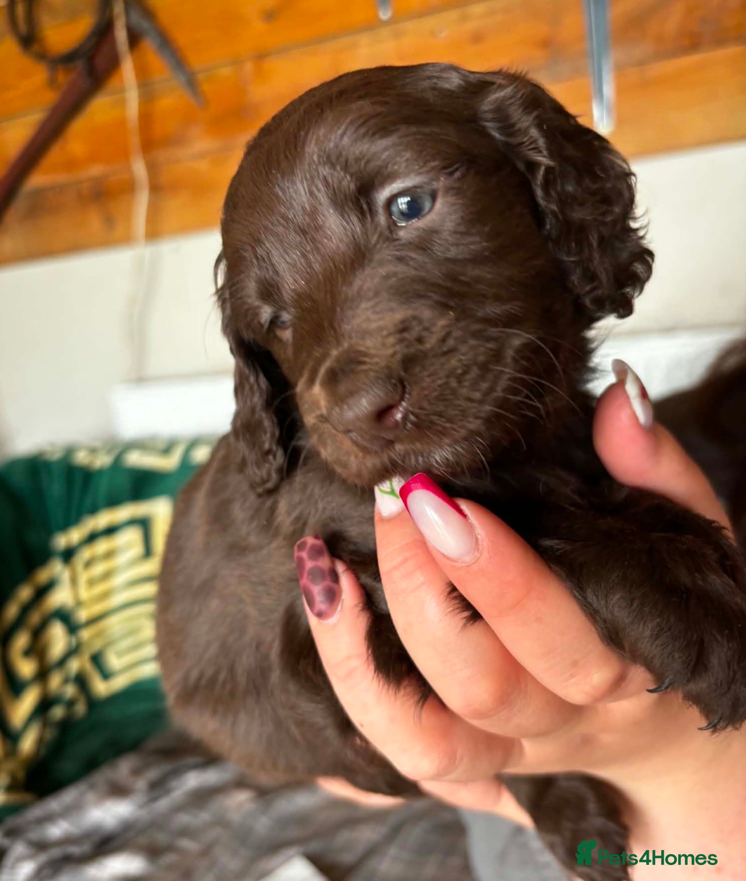 Cockapoo dogs Cockerpoo puppies F1 stunning mixed litter  - Advert 8