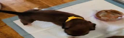 Boxer dogs for sale: Boxer puppies  - Advert 9