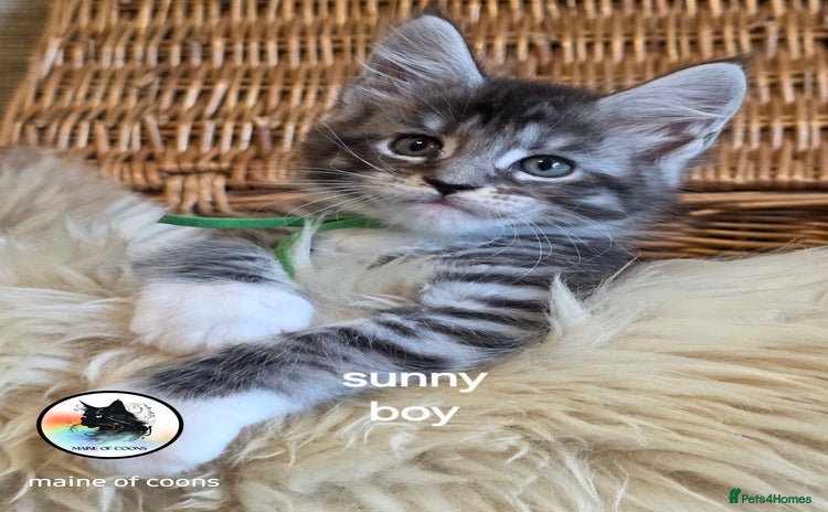 Maine Coon cats - Advert 3