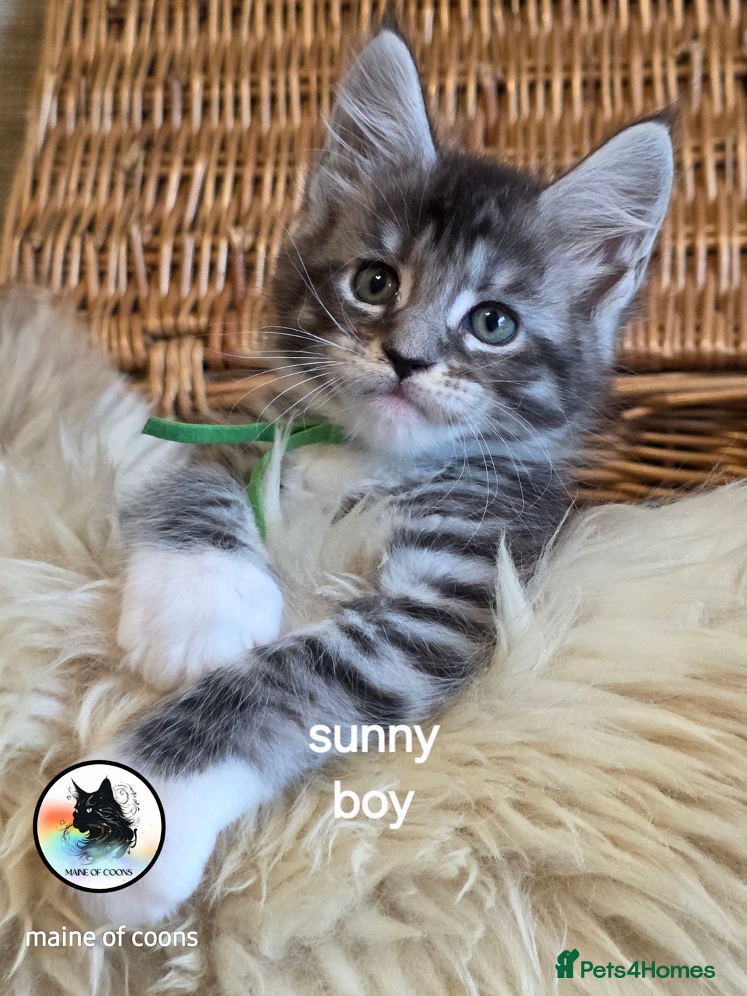 Maine Coon cats for sale: Maine coon kittens - Image 4