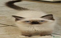 Ragdoll cats for sale: 🌟 Stunning  Pedigree Ragdoll Kittens 🌟 - Image 17