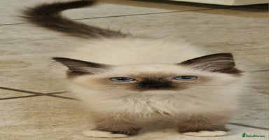Ragdoll cats - Advert 15