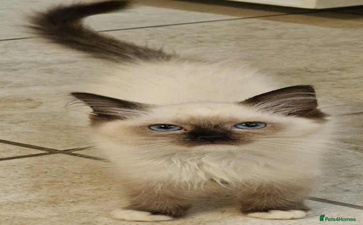 Ragdoll cats - Advert 2