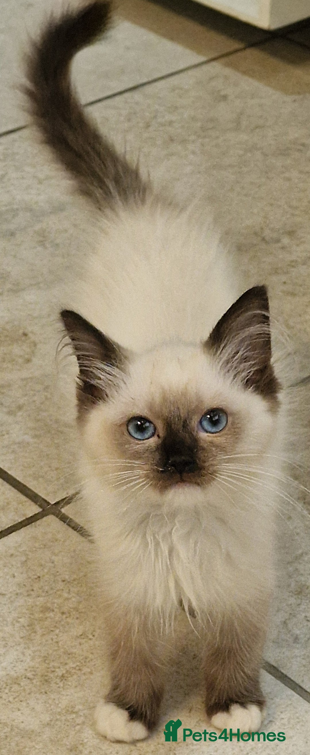 Ragdoll cats for sale: 🌟 Stunning  Pedigree Ragdoll Kittens 🌟 - Image 17
