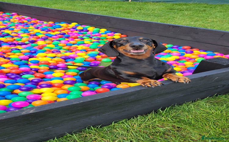 Dachshund dogs in Walsall - Advert 2