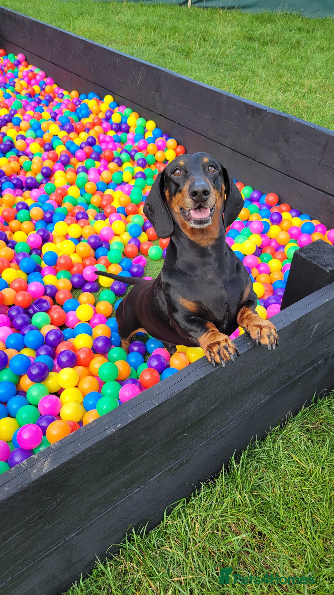 Dachshund dogs for stud: Stud Standard dachshund 💙 ❤️ in Walsall - Image 1