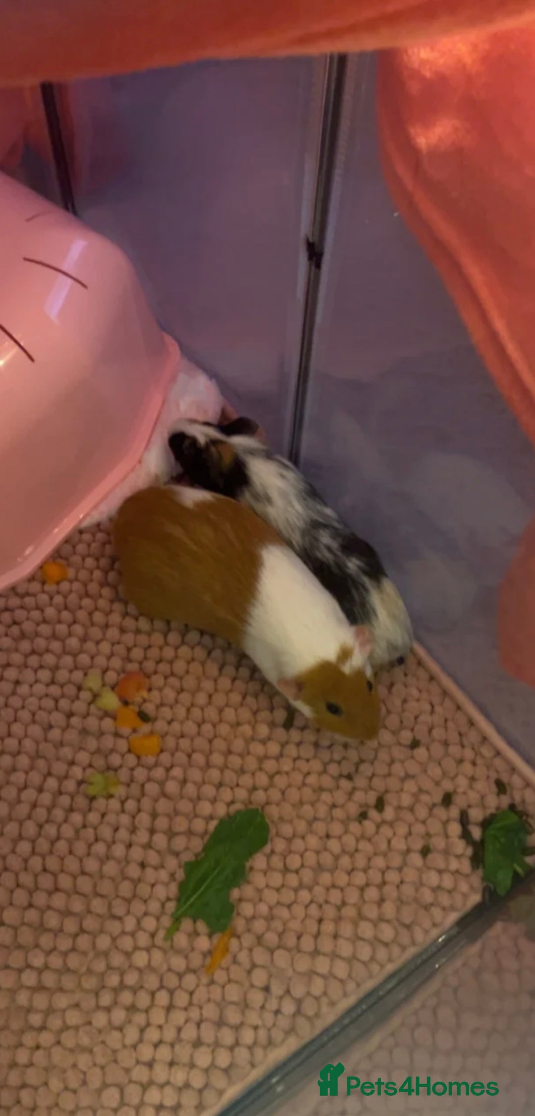 Guinea Pig rodents for sale: Female guinea pigs and bundle  - Advert 3