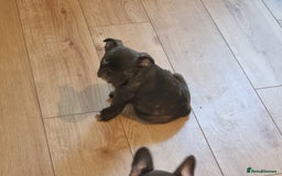 French Bulldog dogs for sale: Fench bulldogs  - Image 5