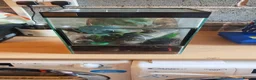 Tarantulas invertebrates for sale: M,geckos,snails.scorpian - Advert 7