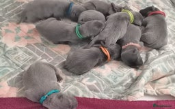 Staffordshire Bull Terrier dogs for sale: For Sale Blue Staffies/ Blue Staffordshire  - Image 7