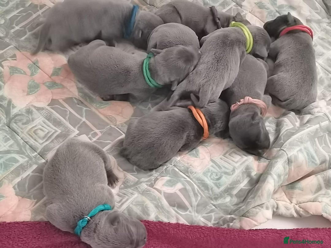 Staffordshire Bull Terrier dogs for sale: For Sale Blue Staffies/ Blue Staffordshire  - Image 7
