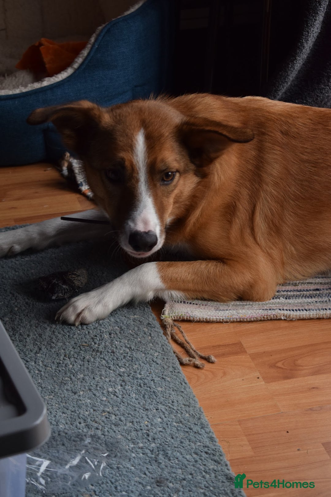 Welsh Collie dogs for sale: Please help! Zeek Desperately Needs a loving home  - Image 2