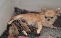 Chihuahua dogs for sale: KC registered Longcoat Chihuahuas - Image 7
