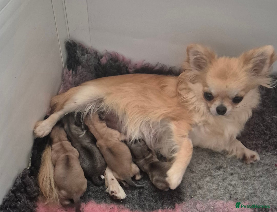 Chihuahua dogs for sale: KC registered Longcoat Chihuahuas - Image 7