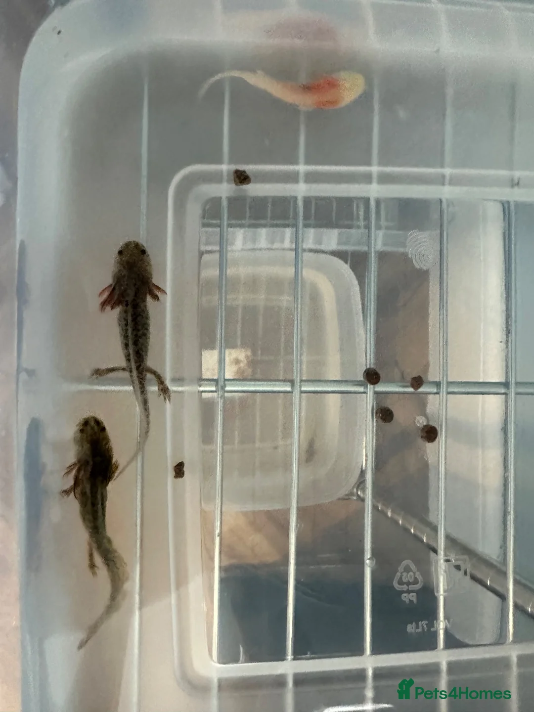 Axolotl reptiles for sale: Axolotls  in Bathgate - Advert 2
