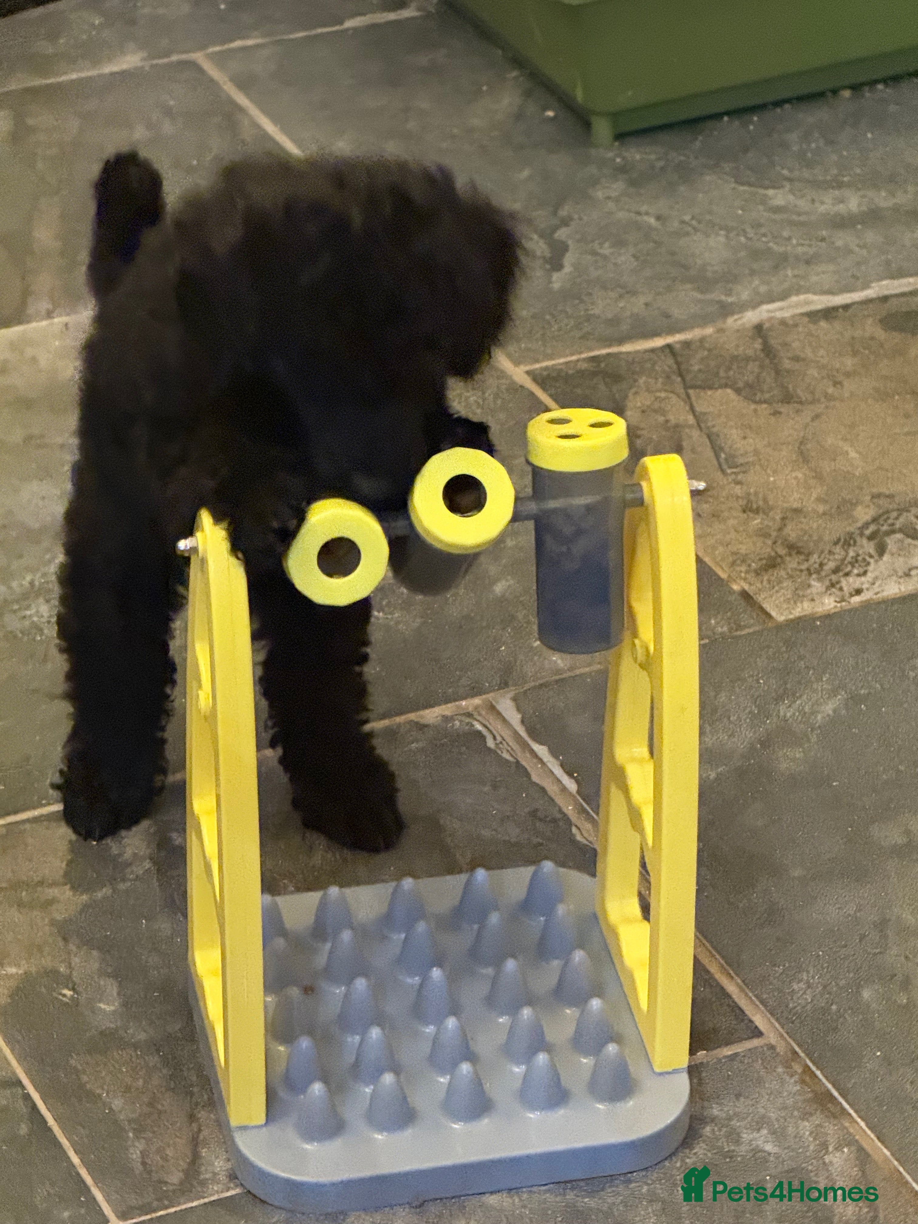 Miniature Poodle dogs Top Quality, DNA clear, READY NOW! fully vacced - Advert 5