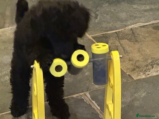 Miniature Poodle dogs - Advert 1