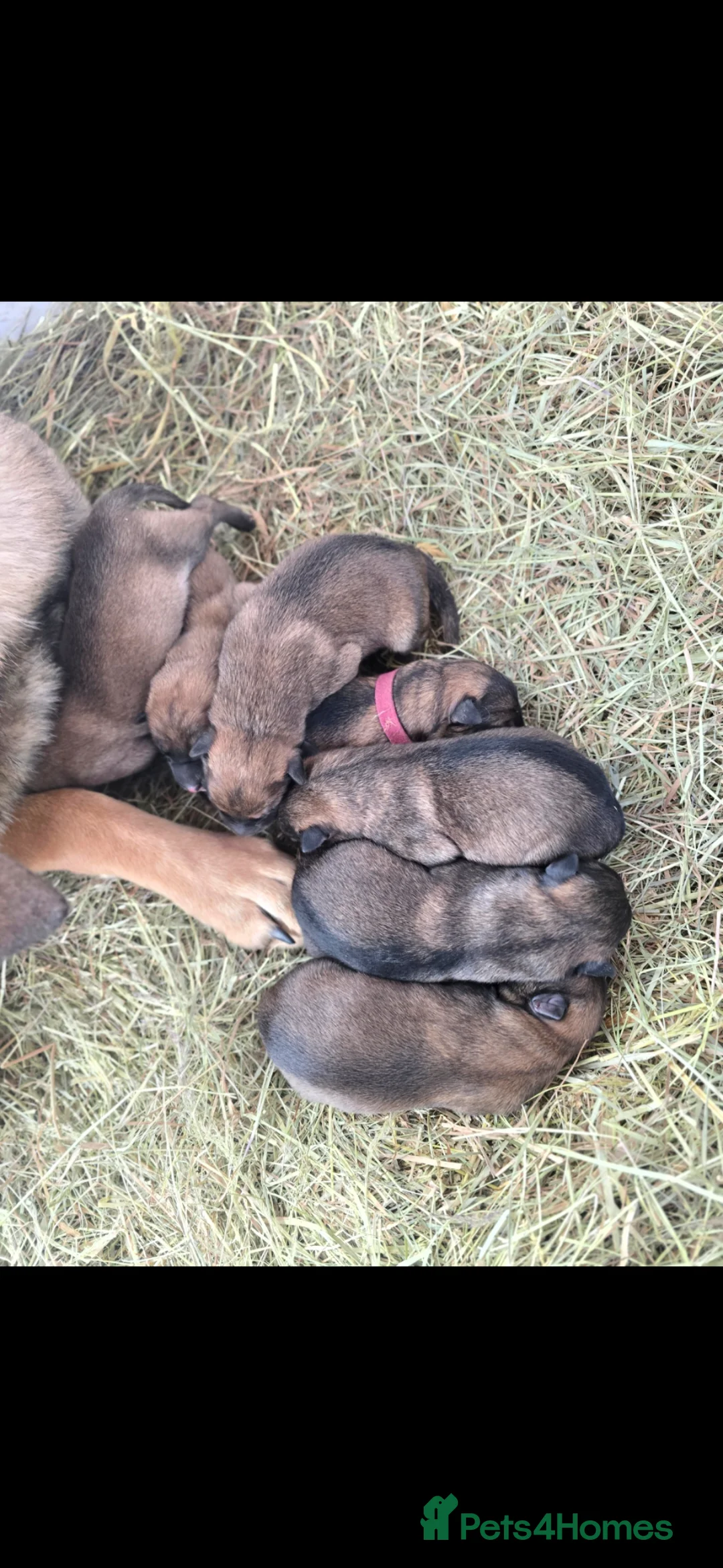 Mixed Breed dogs for sale: 3/4 GSD 1/4 Malinois - Advert 1