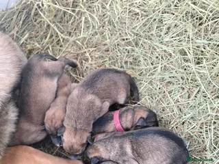 Mixed Breed dogs 3/4 GSD 1/4 Malinois - Advert 3