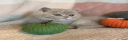 British Shorthair cats for sale: British Shorthair Girls - Advert 24