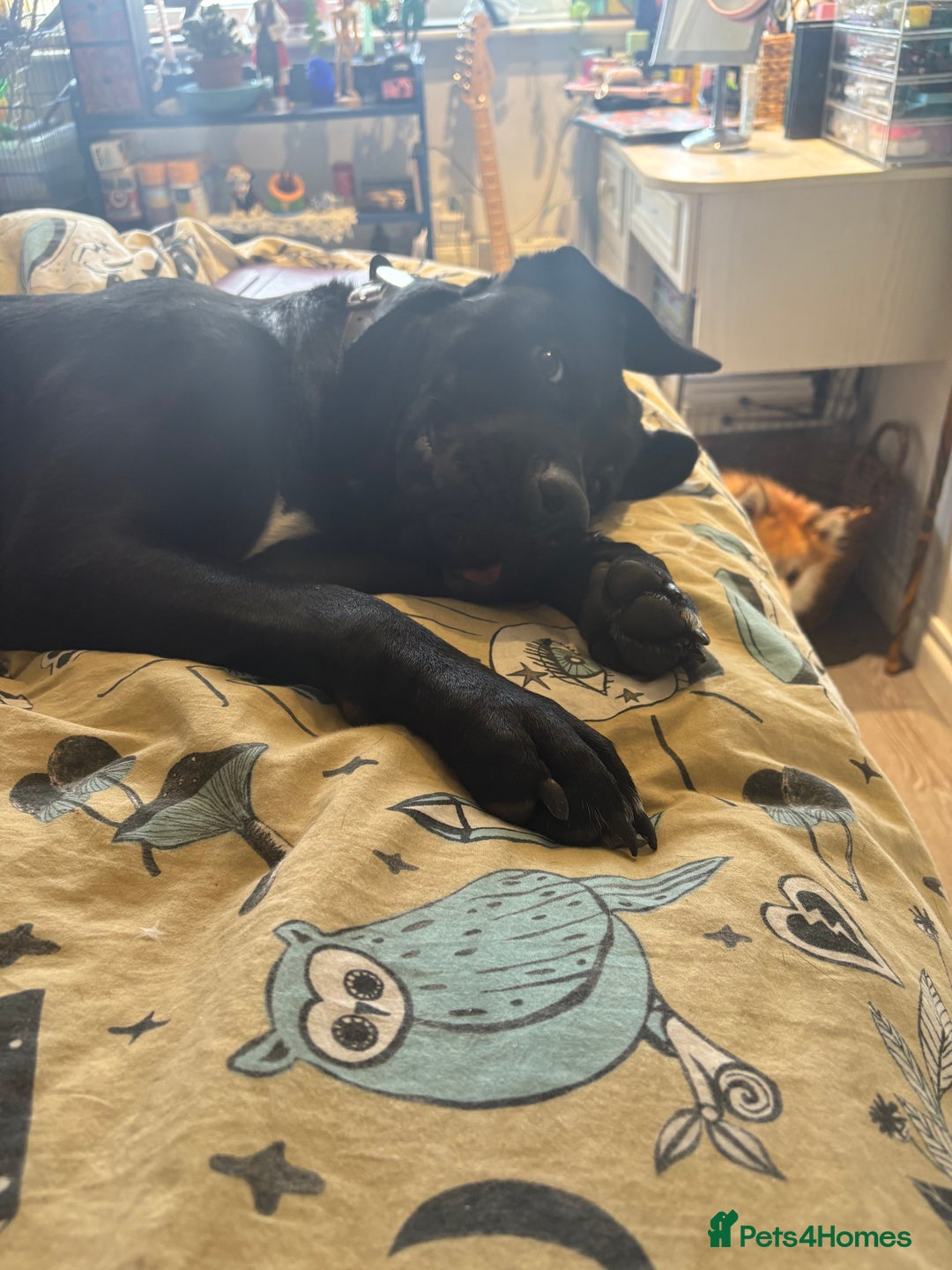 Mixed Breed dogs for sale: For adoption  in Stalybridge - Image 1