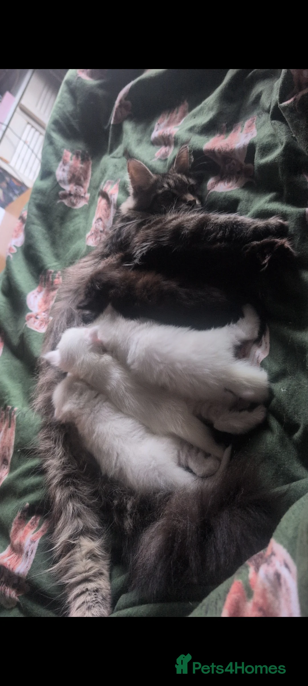 Maine Coon cats for sale: Stunning Polydactyl Maine Coon Kittens for Sale  - Advert 12