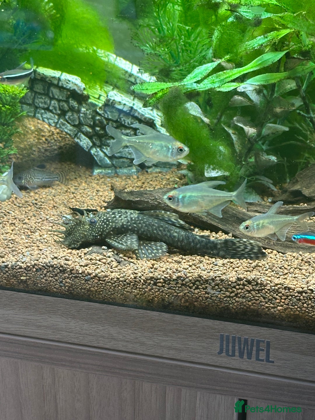 Plecos fish for sale: Pleco for sale  - Image 2