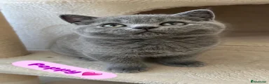 British Shorthair 5