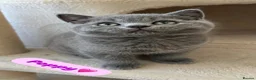 British Shorthair cats for sale: TICA Registered British Shorthair Kitten for Sale  - Advert 3