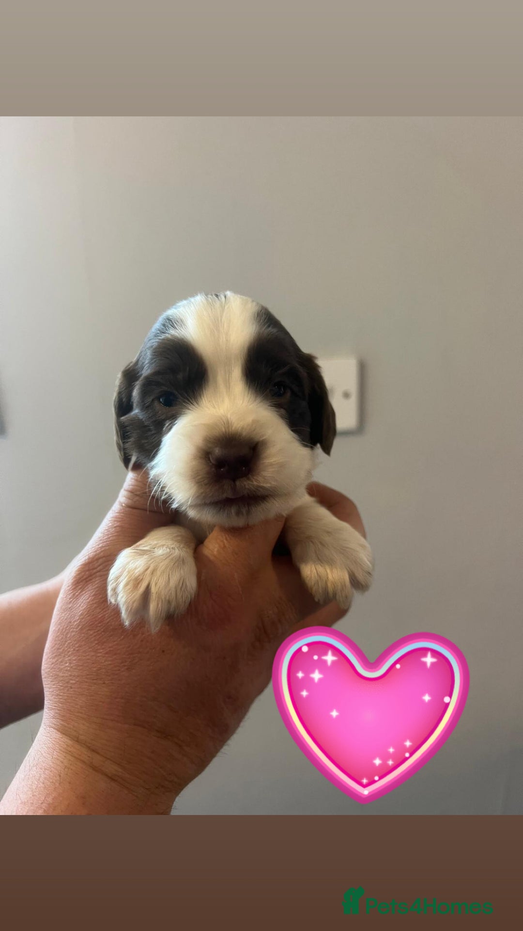 Sprocker dogs for sale: Sprocker spaniel puppies  - Advert 5