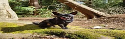 Chihuahua dogs for stud: Handsome 5-year-old Black Chihuahua for Stud Only - Advert 3