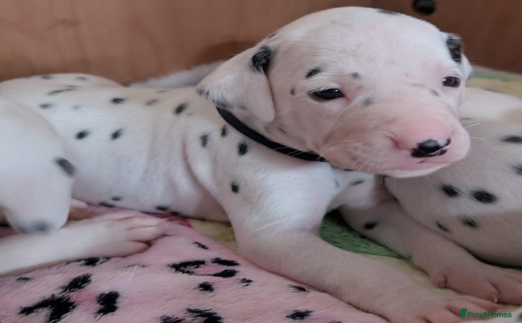 Dalmatian dogs Beautiful Dalmatian puppies - Advert 4