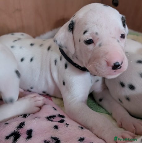 Dalmatian dogs Beautiful Dalmatian puppies - Advert 4