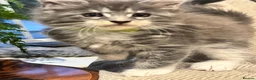 Maine Coon cats for sale: TICA-Registered Silver Maine Coon Kittens - Advert 33