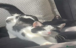 Mixed Breed cats for sale: Two female kittens about 7/8 months old  - Image 2