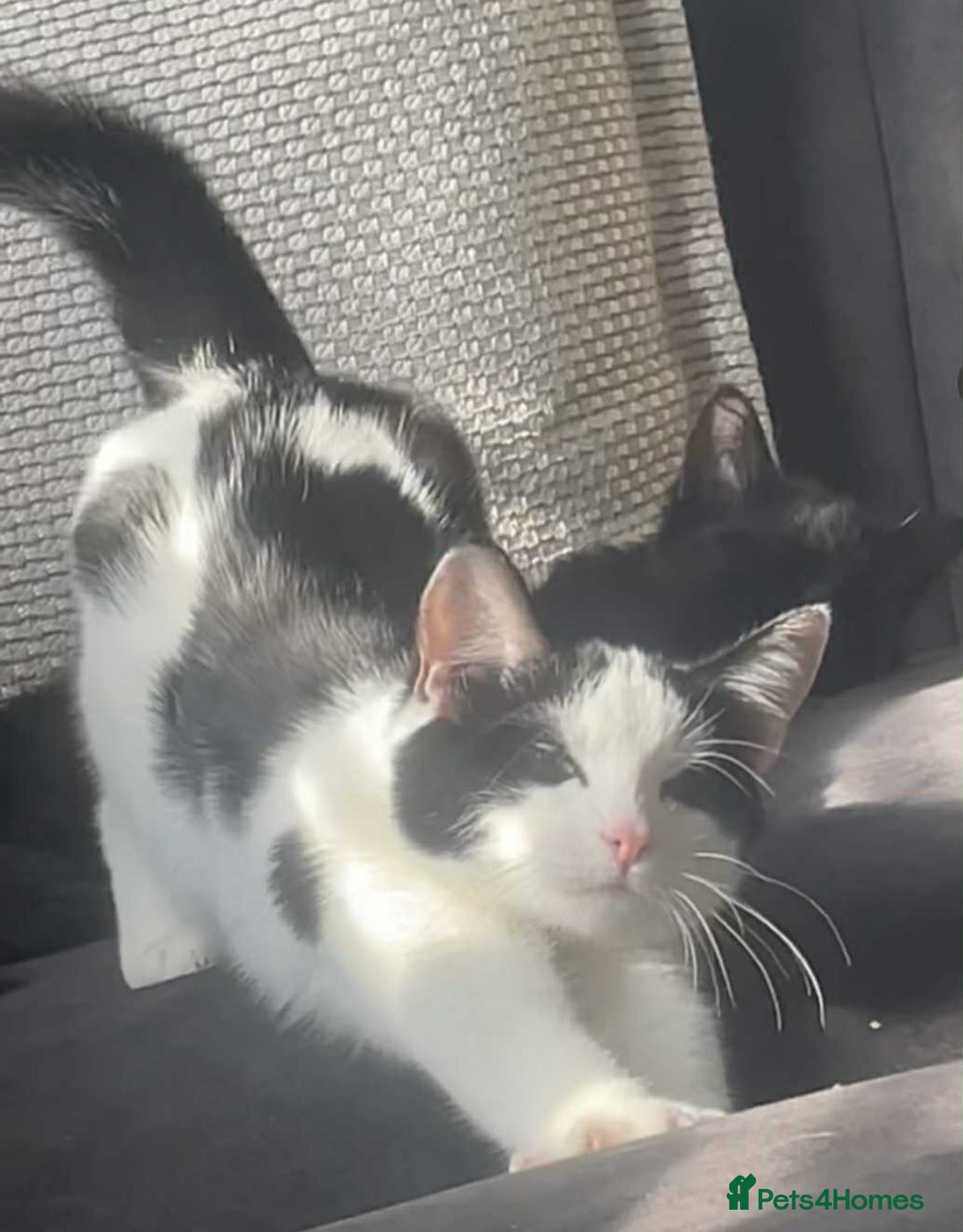 Mixed Breed cats for sale: Two female kittens about 7/8 months old  - Image 2
