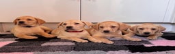 Labrador Retriever dogs for sale: Health tested pedigree labrador puppies - Advert 7