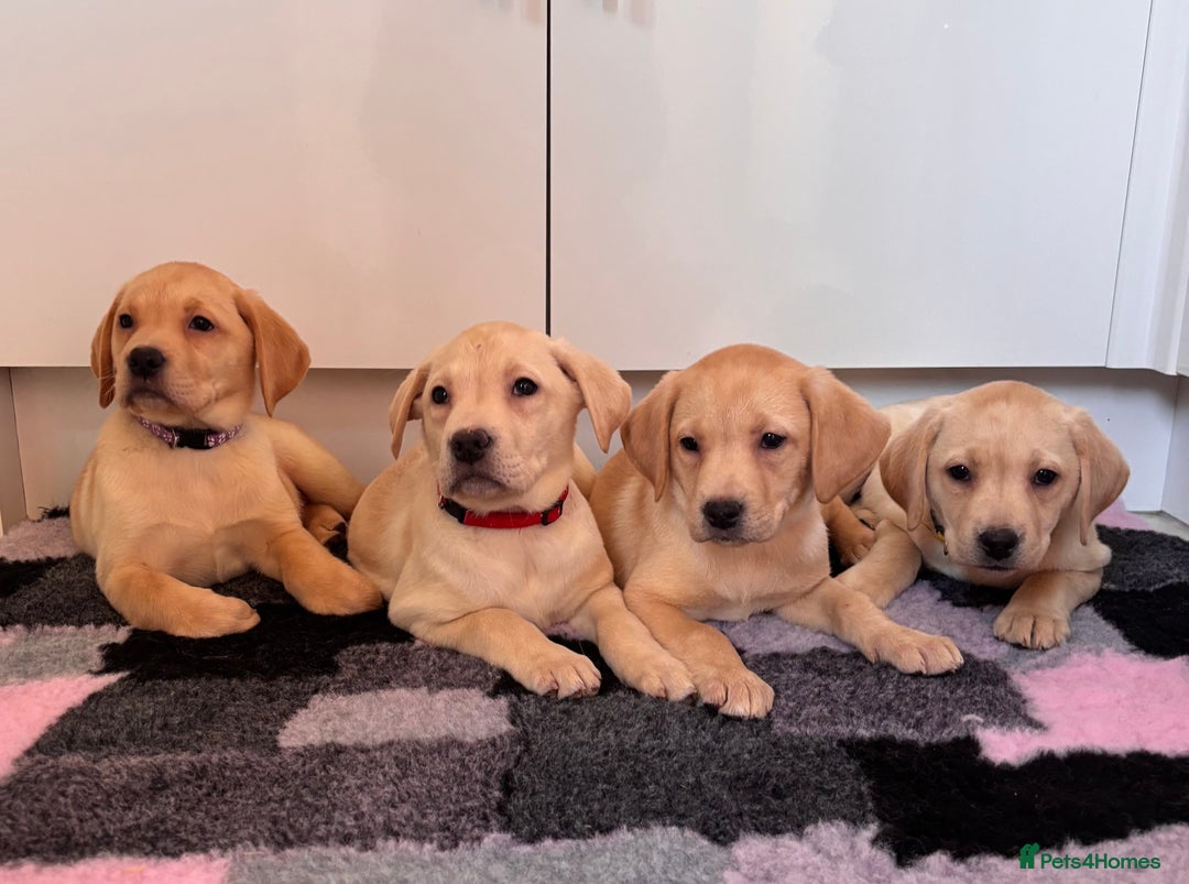 Labrador Retriever dogs for sale: Health tested pedigree labrador puppies - Advert 7