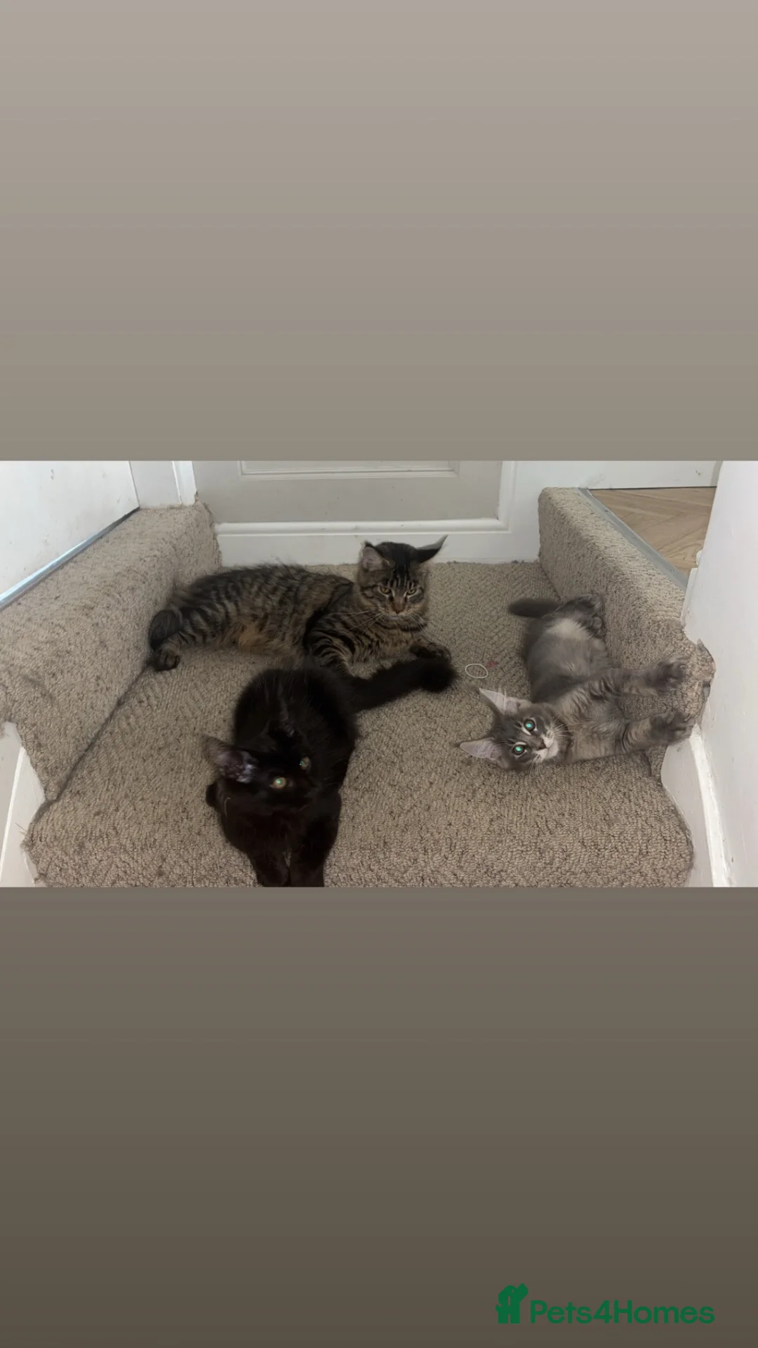 Maine Coon cats for sale: Pretty Boy - Advert 4