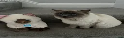 Ragdoll cats for sale: Rocket the Ragdoll in Southport - Advert 2