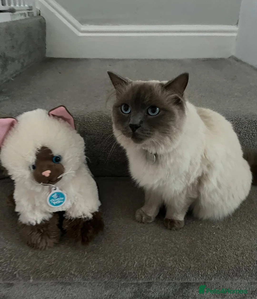 Ragdoll cats for sale: Rocket the Ragdoll in Southport - Advert 2